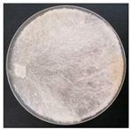 Forests 14 02029 i035