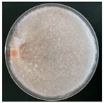 Forests 14 02029 i042