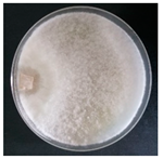 Forests 14 02029 i044