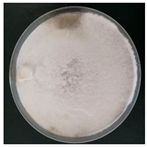 Forests 14 02029 i046