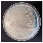 Forests 14 02029 i047