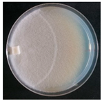 Forests 14 02029 i050