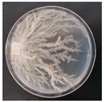 Forests 14 02029 i051