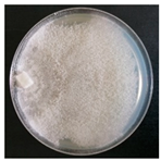 Forests 14 02029 i052