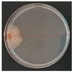 Forests 14 02029 i053