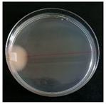 Forests 14 02029 i054