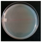 Forests 14 02029 i056