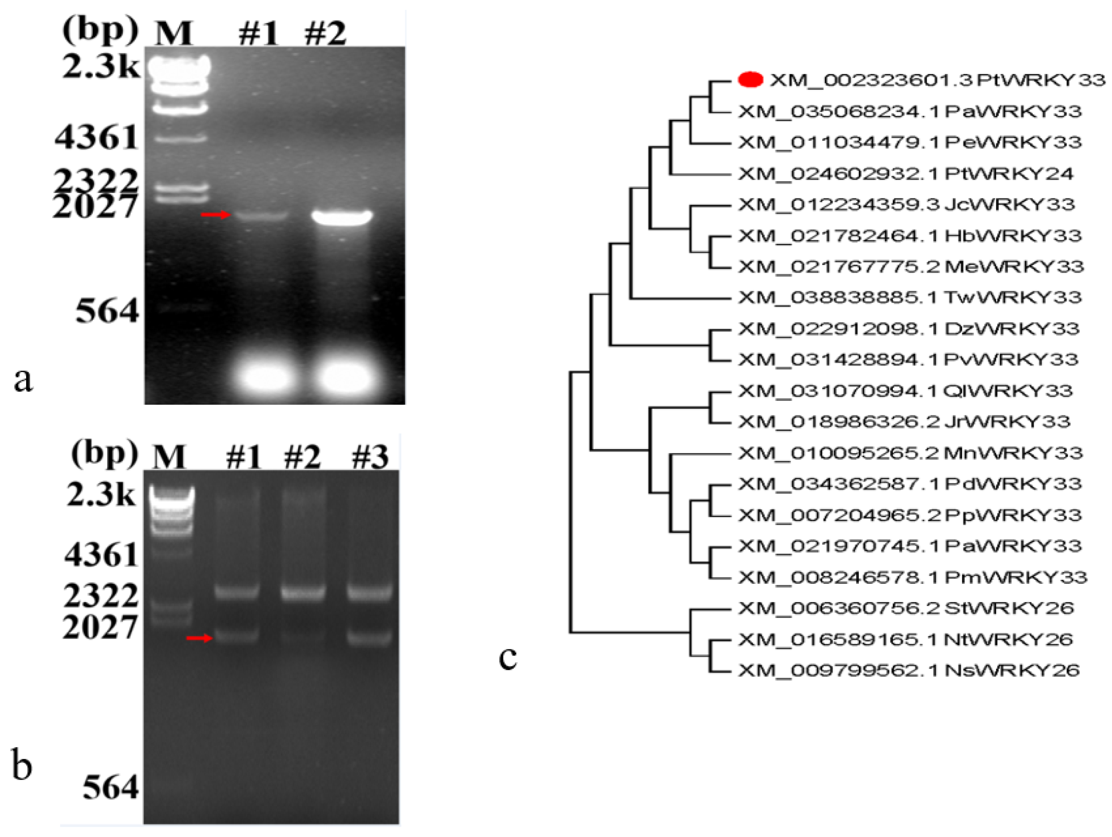 Forests 14 02039 g002