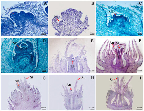 Transcription Factor and Zeatin Co-Regulate Mixed Catkin
