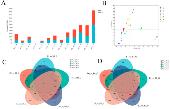 Transcription Factor and Zeatin Co-Regulate Mixed Catkin