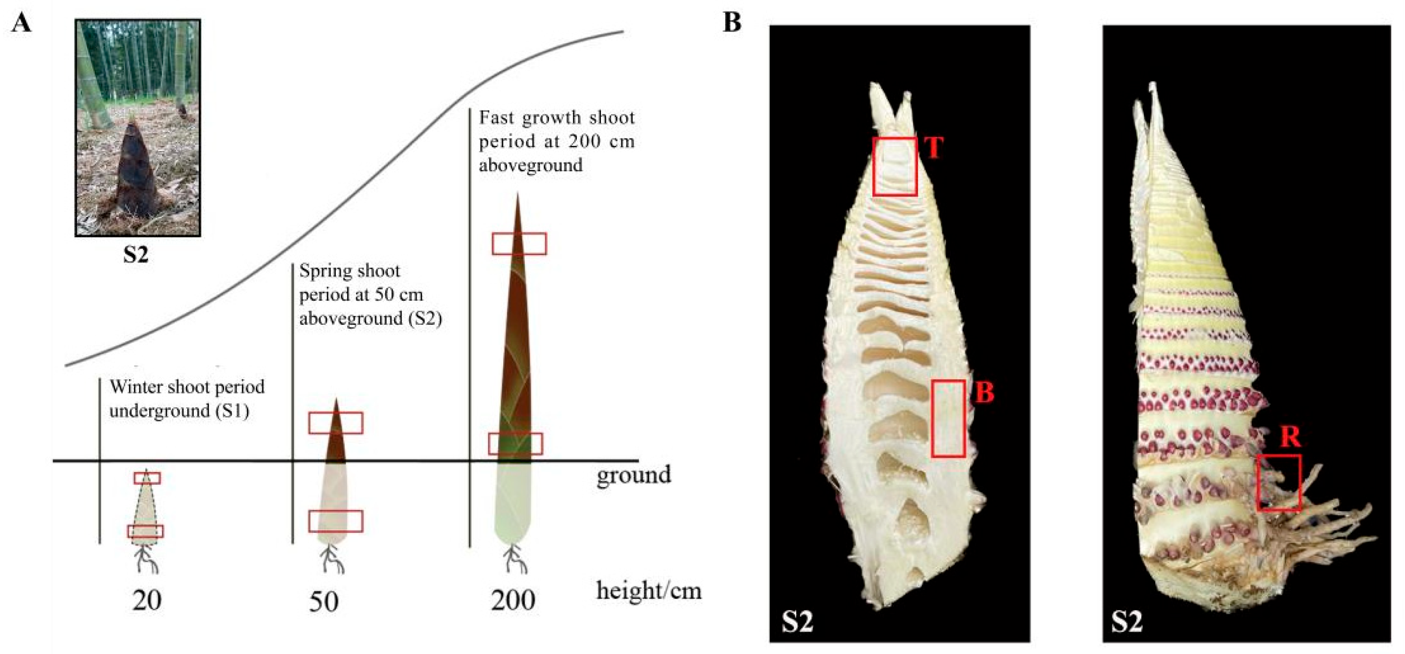 Forests 14 02061 g001