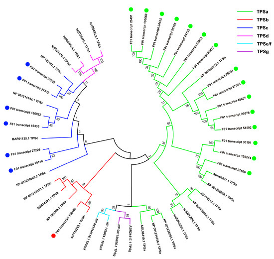 Full-Length Transcriptome Sequencing and Identification of