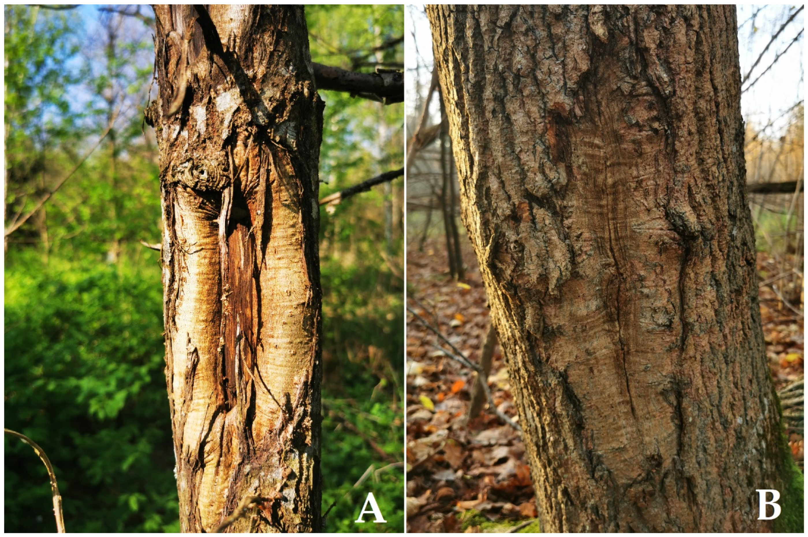 Forests 14 02077 g001 Forests 14 02077 g001