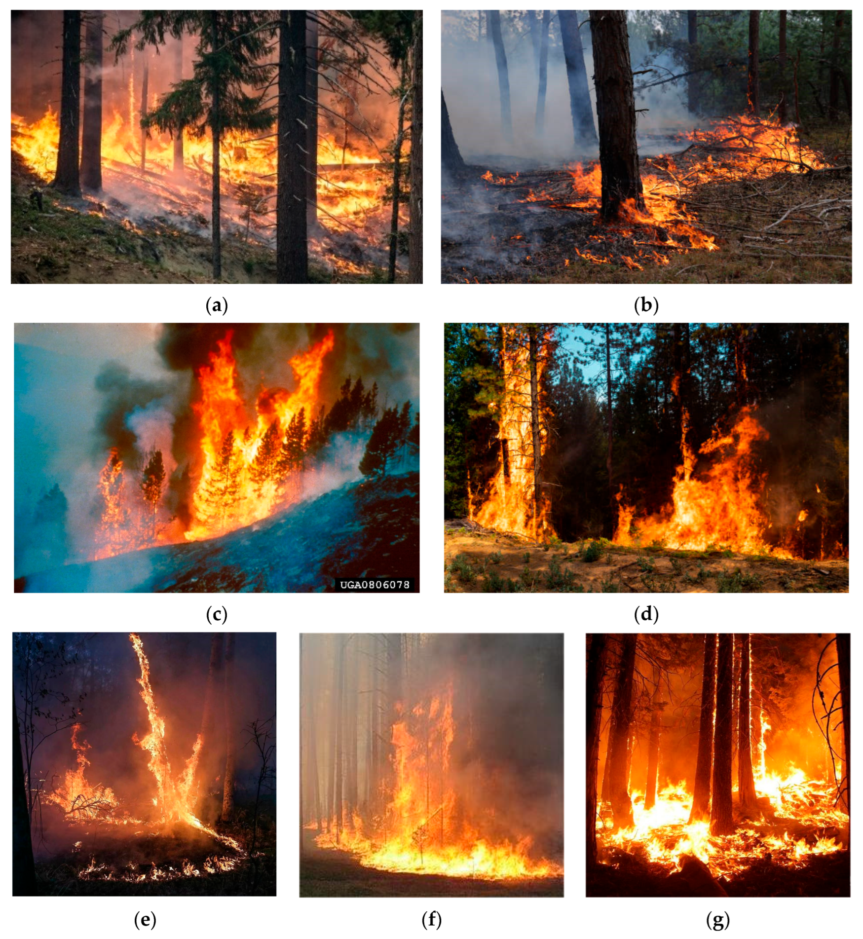 Forests 14 02089 g001