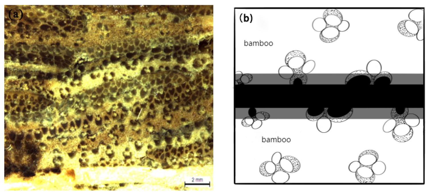 Forests 14 02094 g010