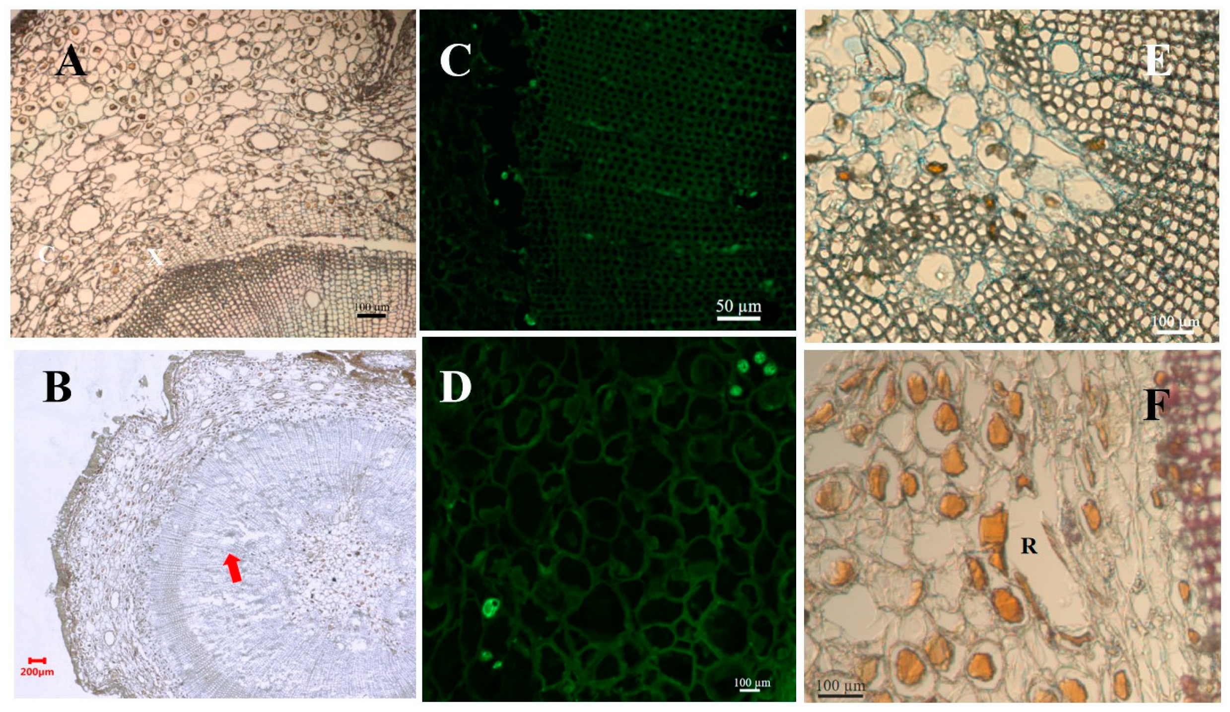 Forests 14 02108 g005