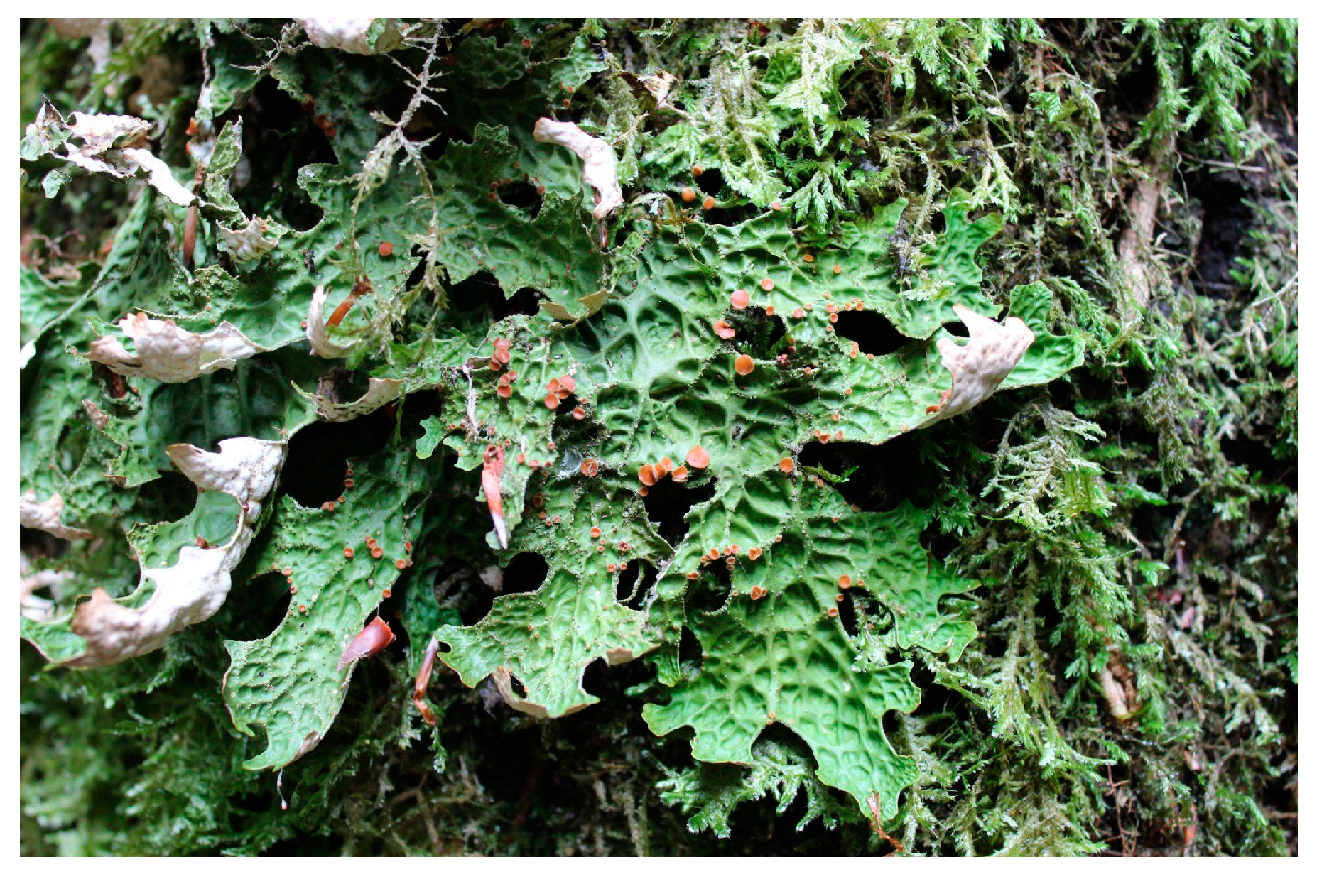 Forests 14 02113 g001 Forests 14 02113 g001