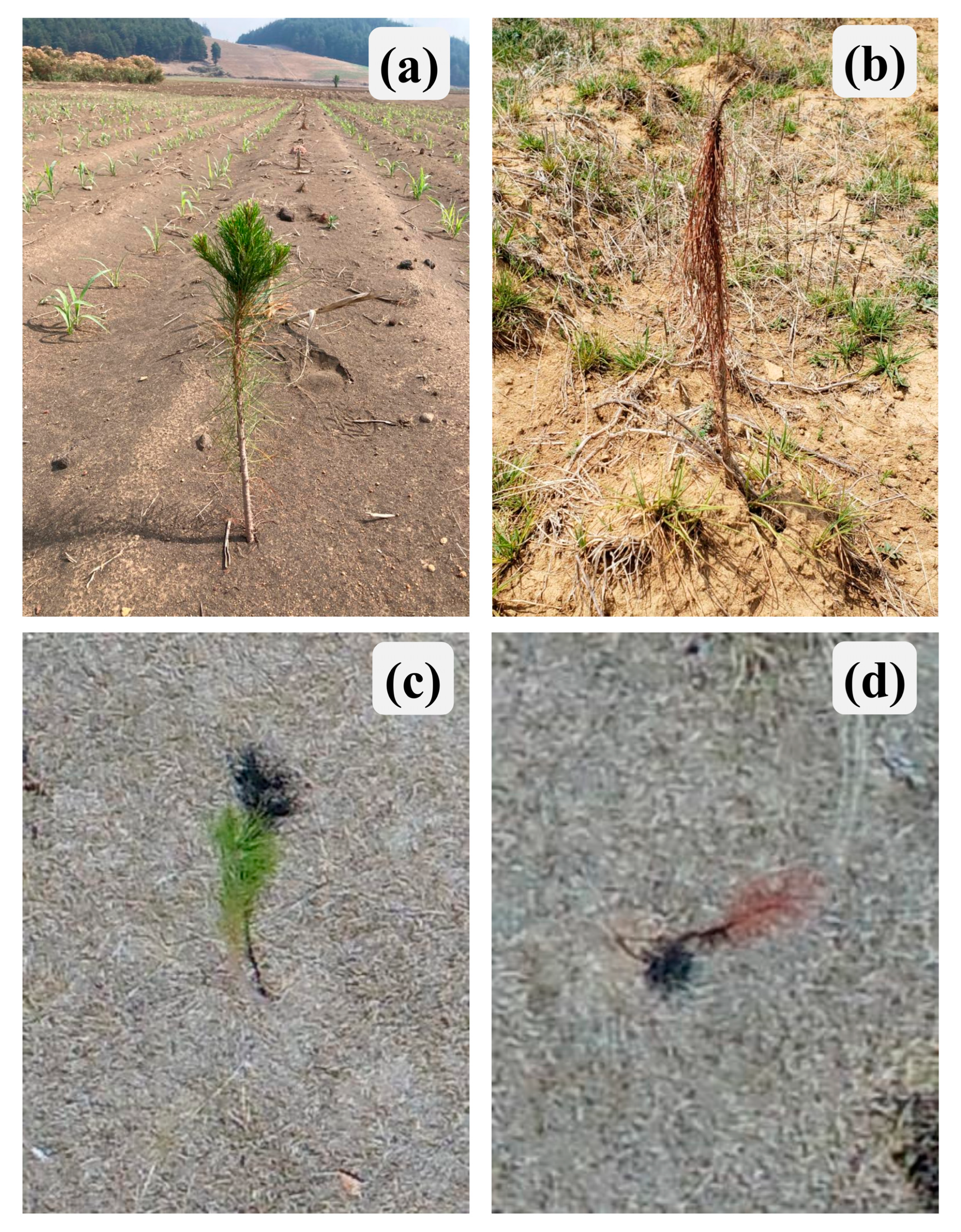 Forests 14 02117 g003 Forests 14 02117 g003