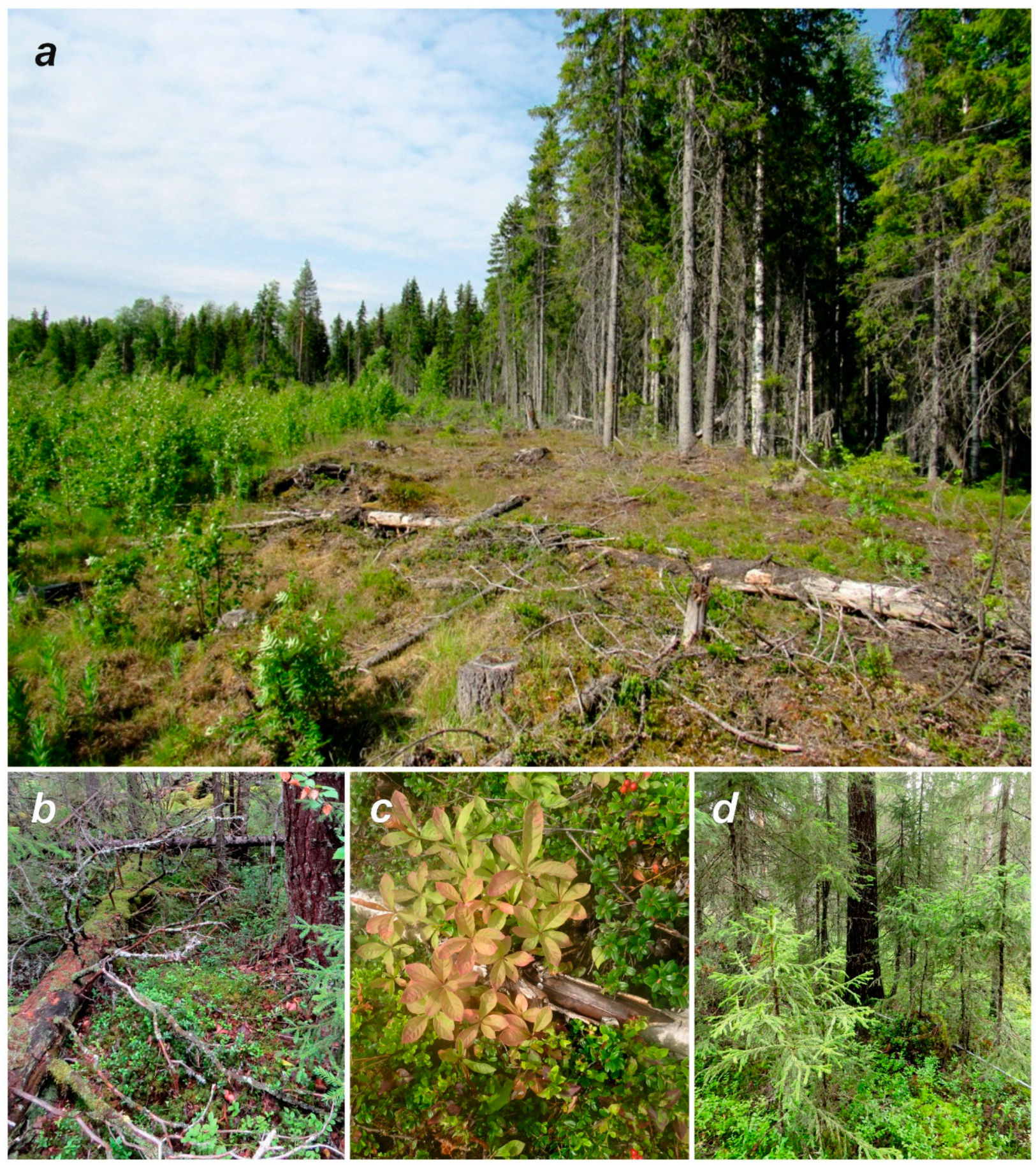 Forests 14 02125 g001