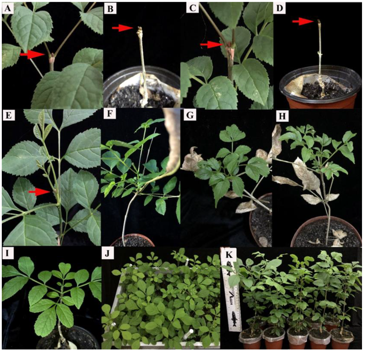 Forests 14 02128 g005