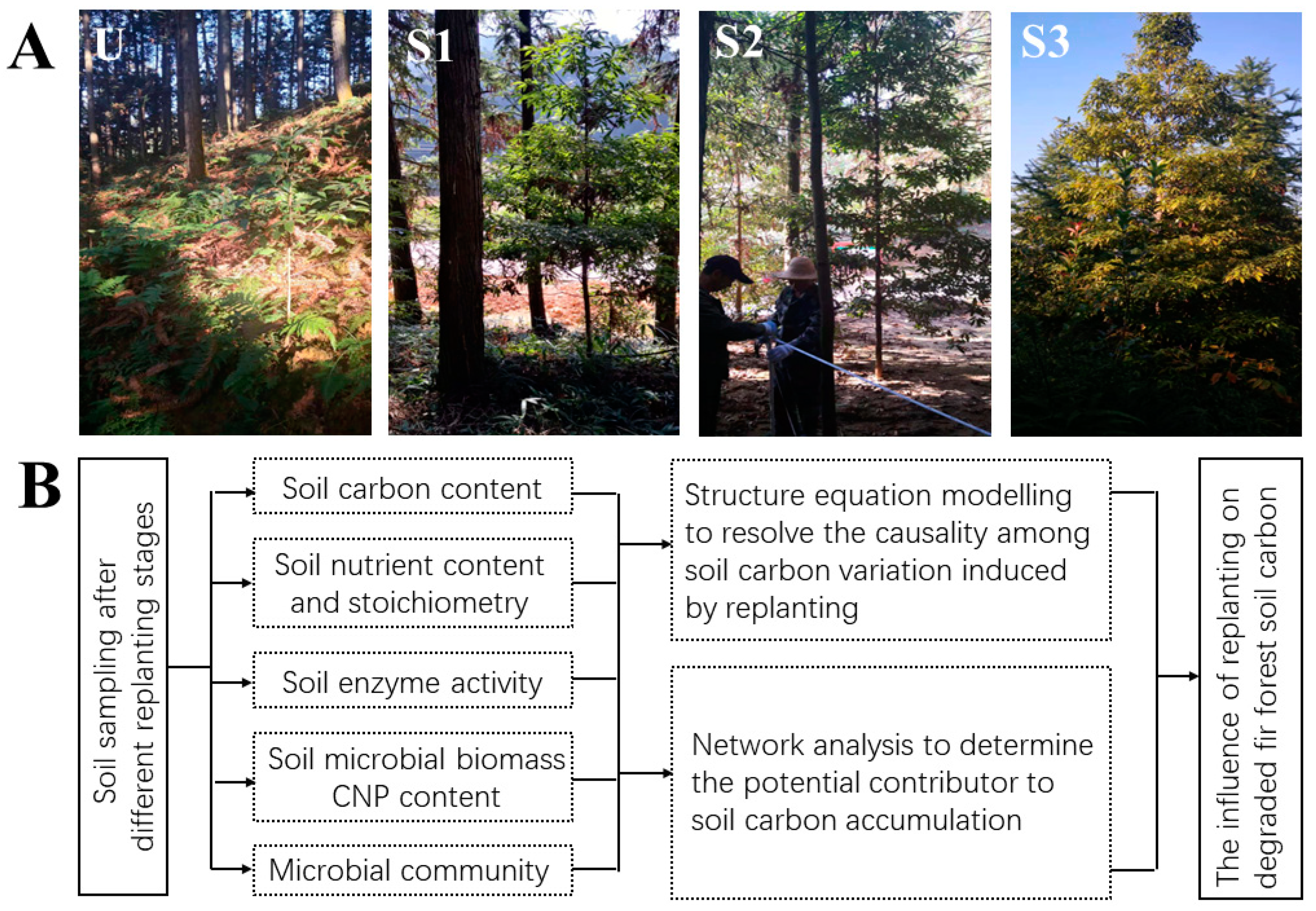 Forests, Free Full-Text