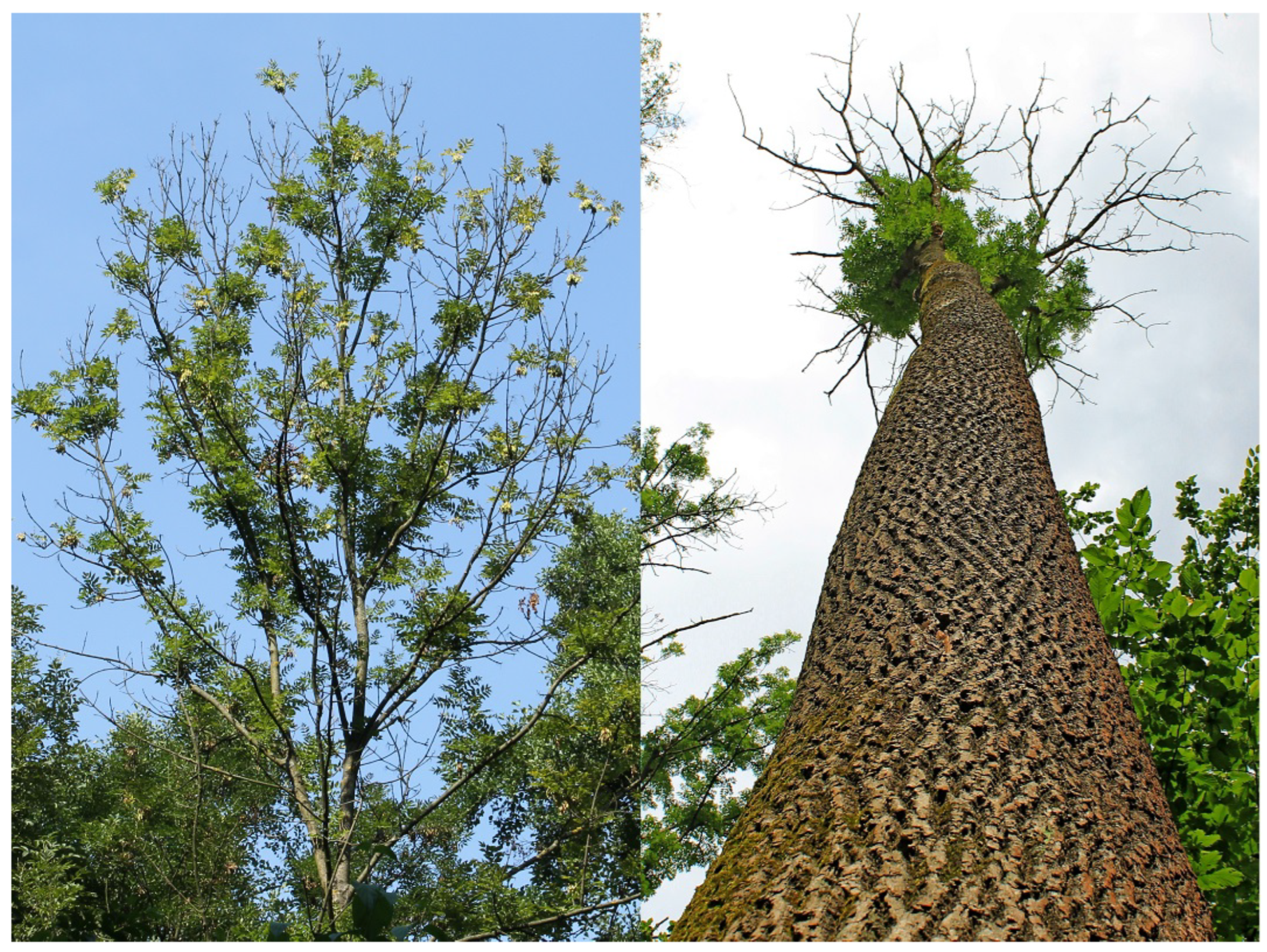 Forests 14 02151 g002 Forests 14 02151 g002