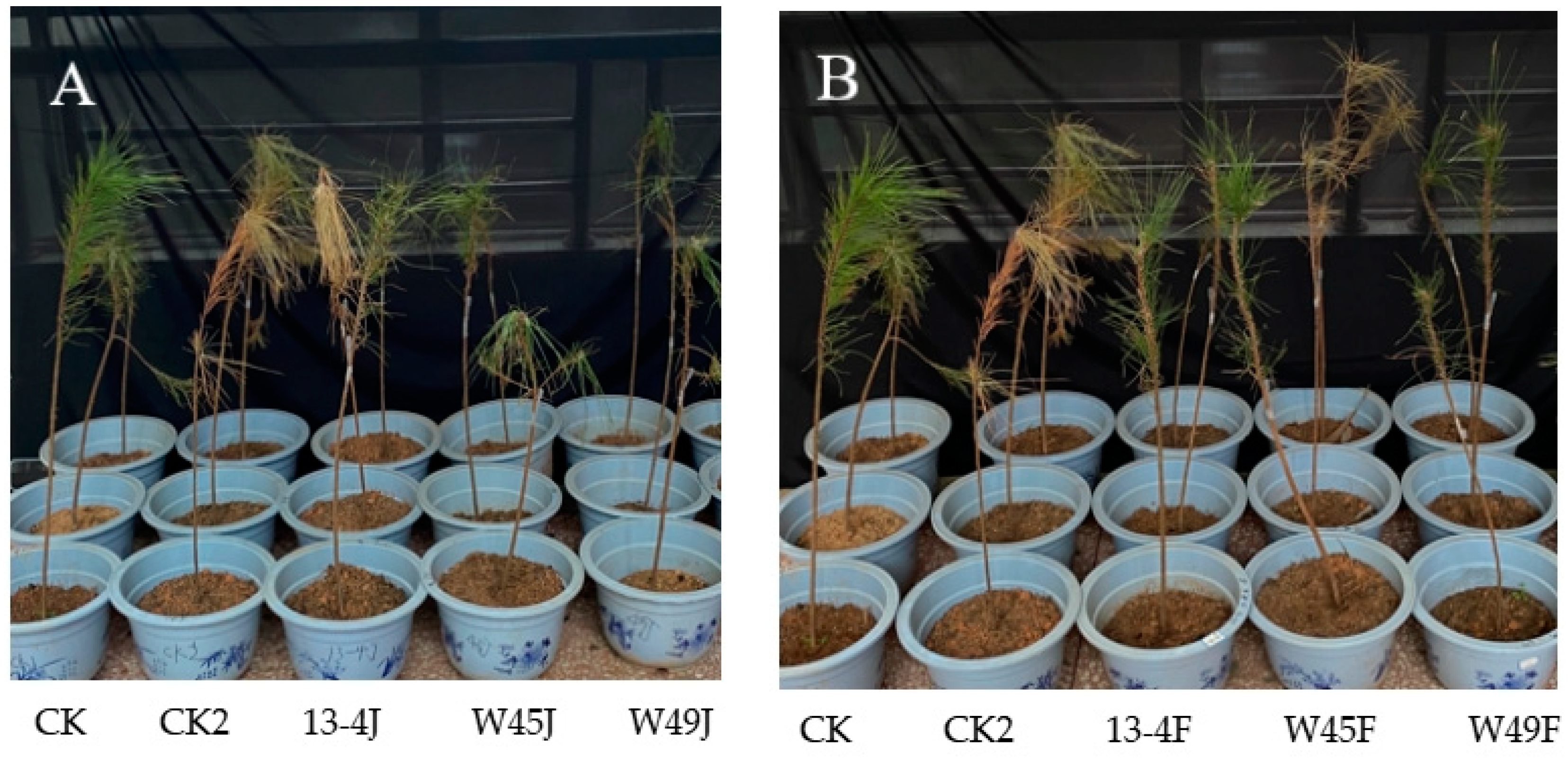 Forests 14 02230 g007