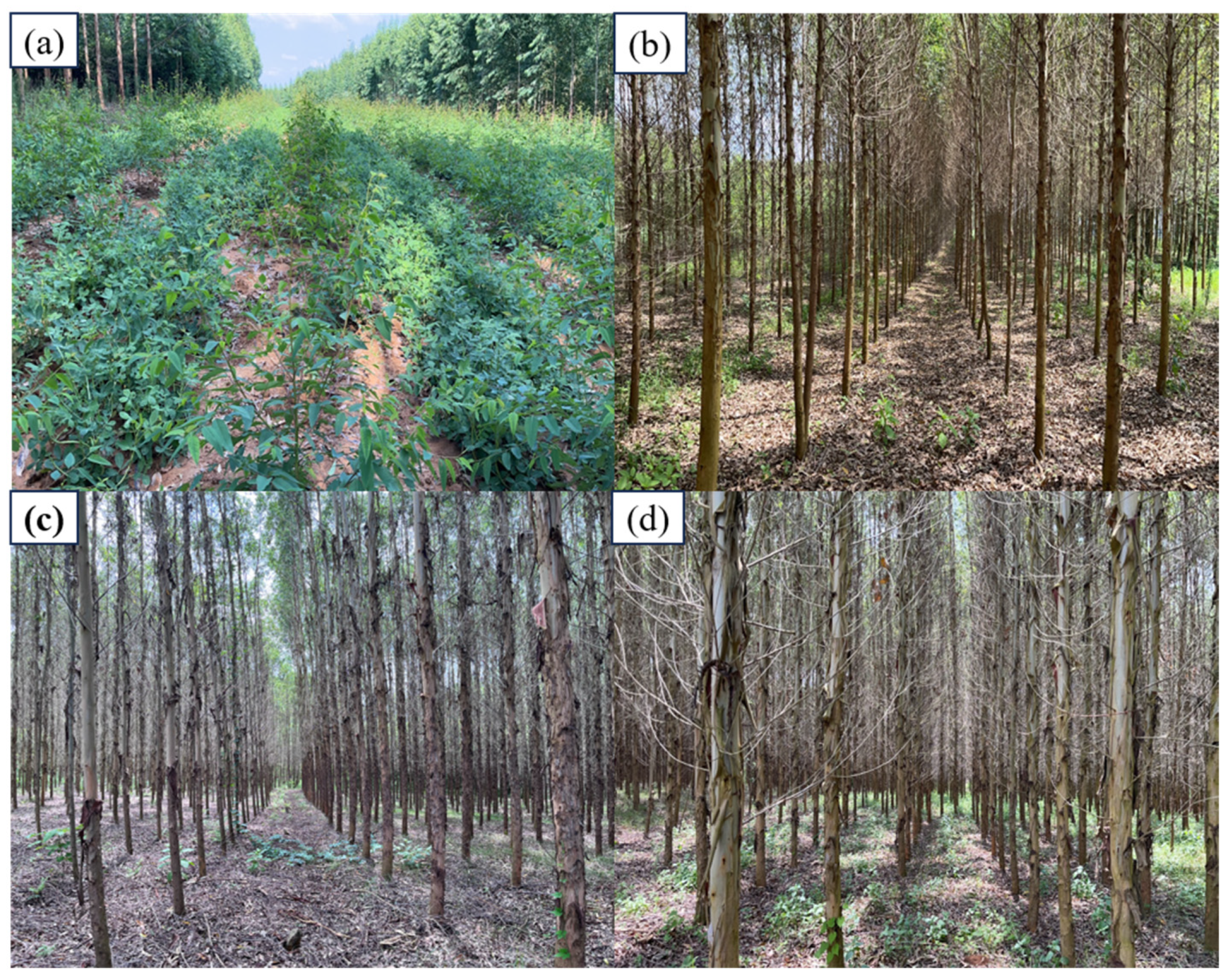 Forests 14 02231 g002