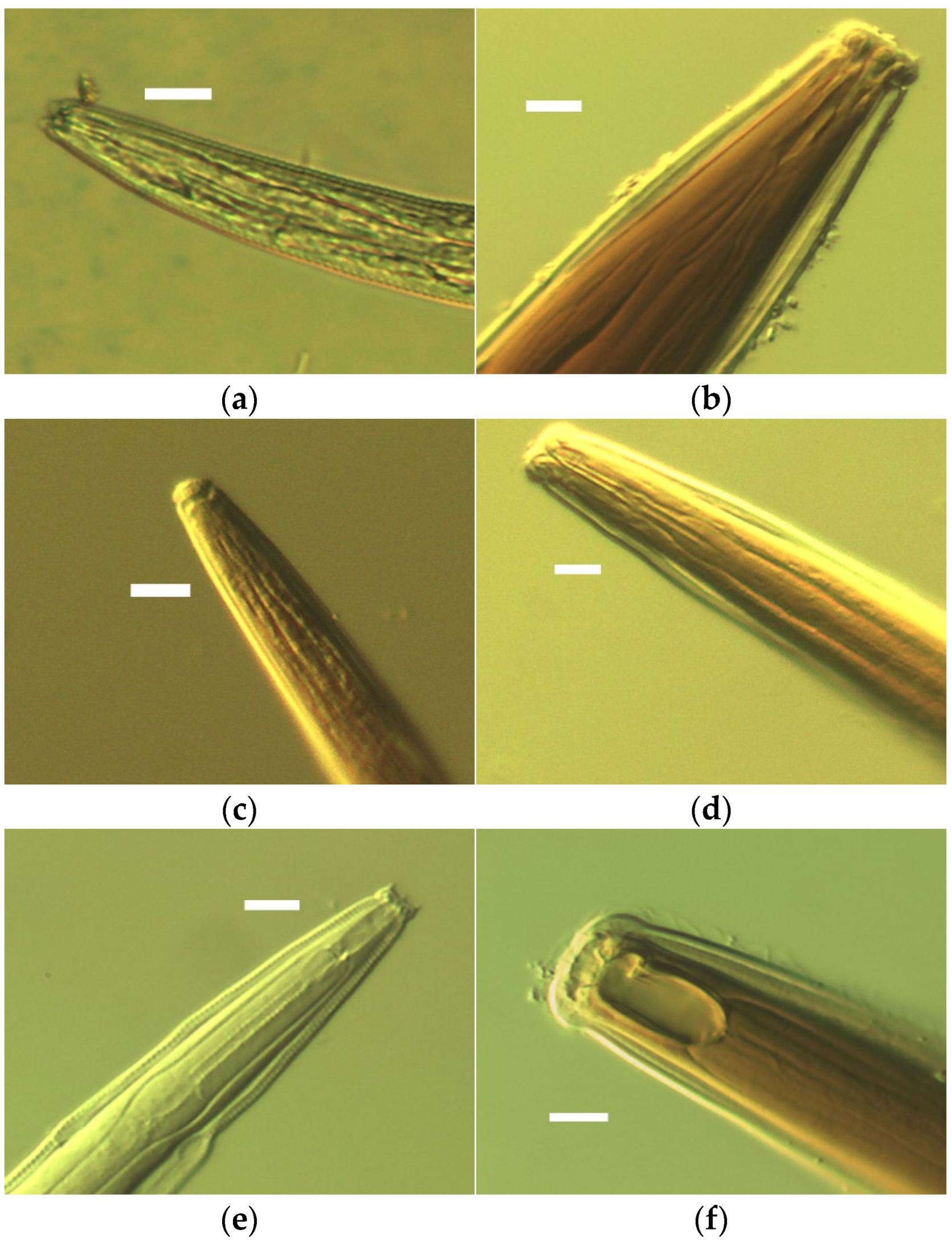 Forests 14 02241 g001a Forests 14 02241 g001a