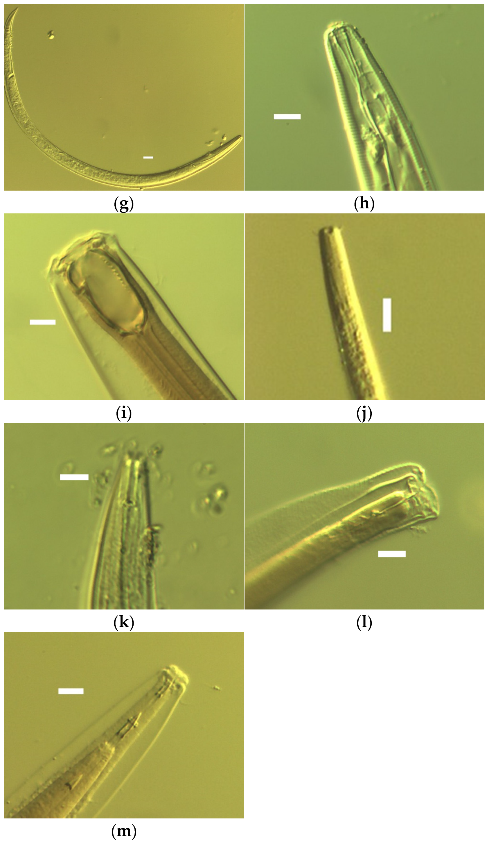 Forests 14 02241 g001b Forests 14 02241 g001b