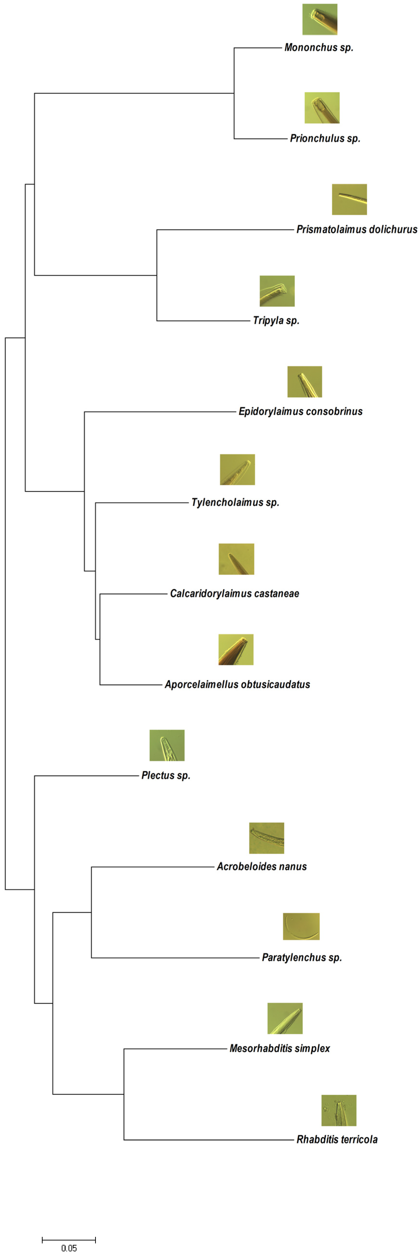 Forests 14 02241 g004 Forests 14 02241 g004