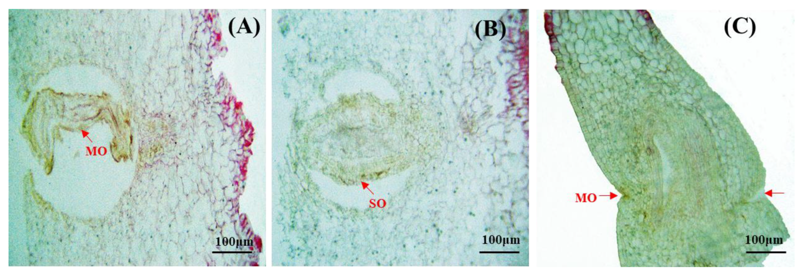 Forests 14 02282 g005