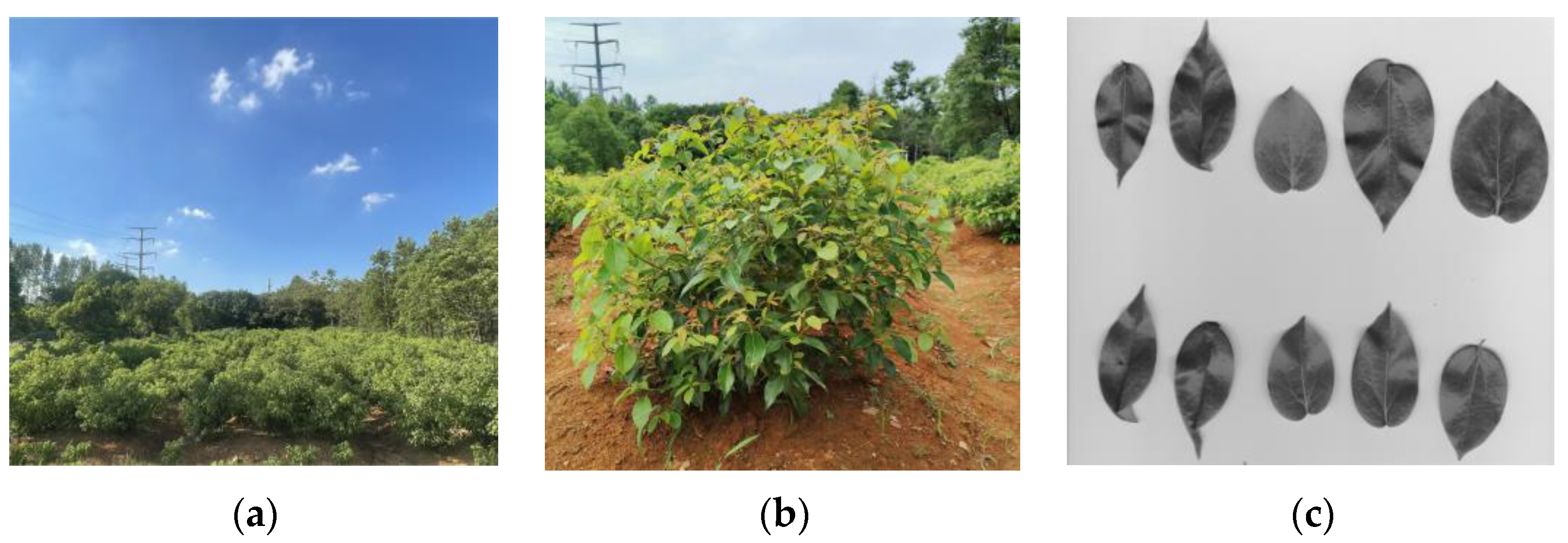 Forests 14 02285 g002