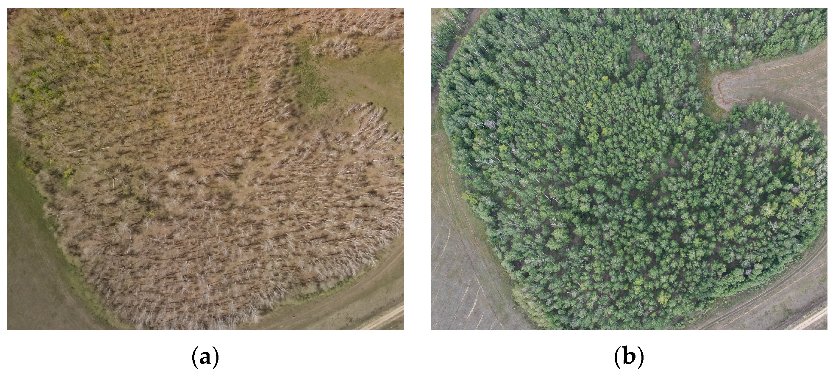 Forests 14 02308 g001