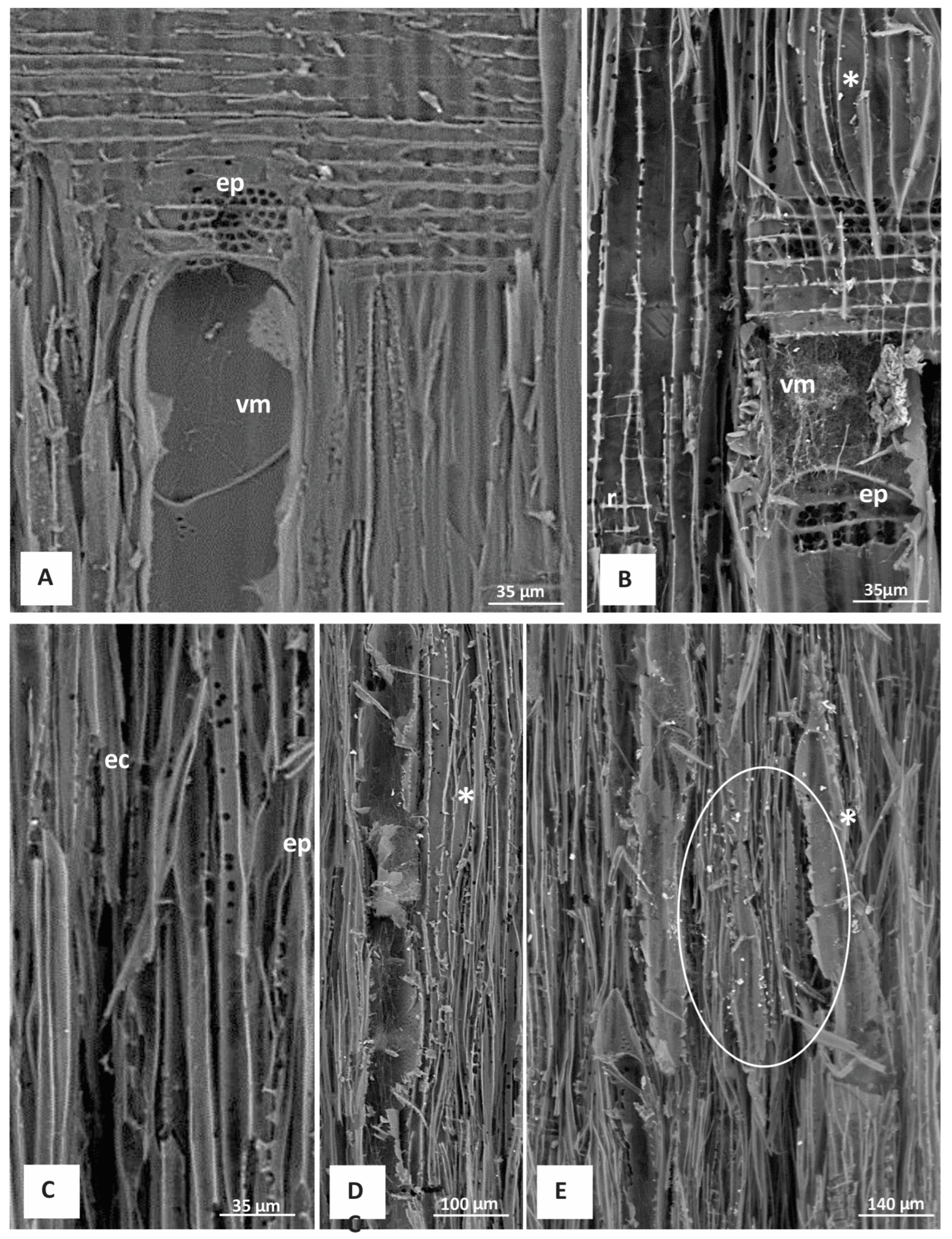 Forests 14 02316 g004