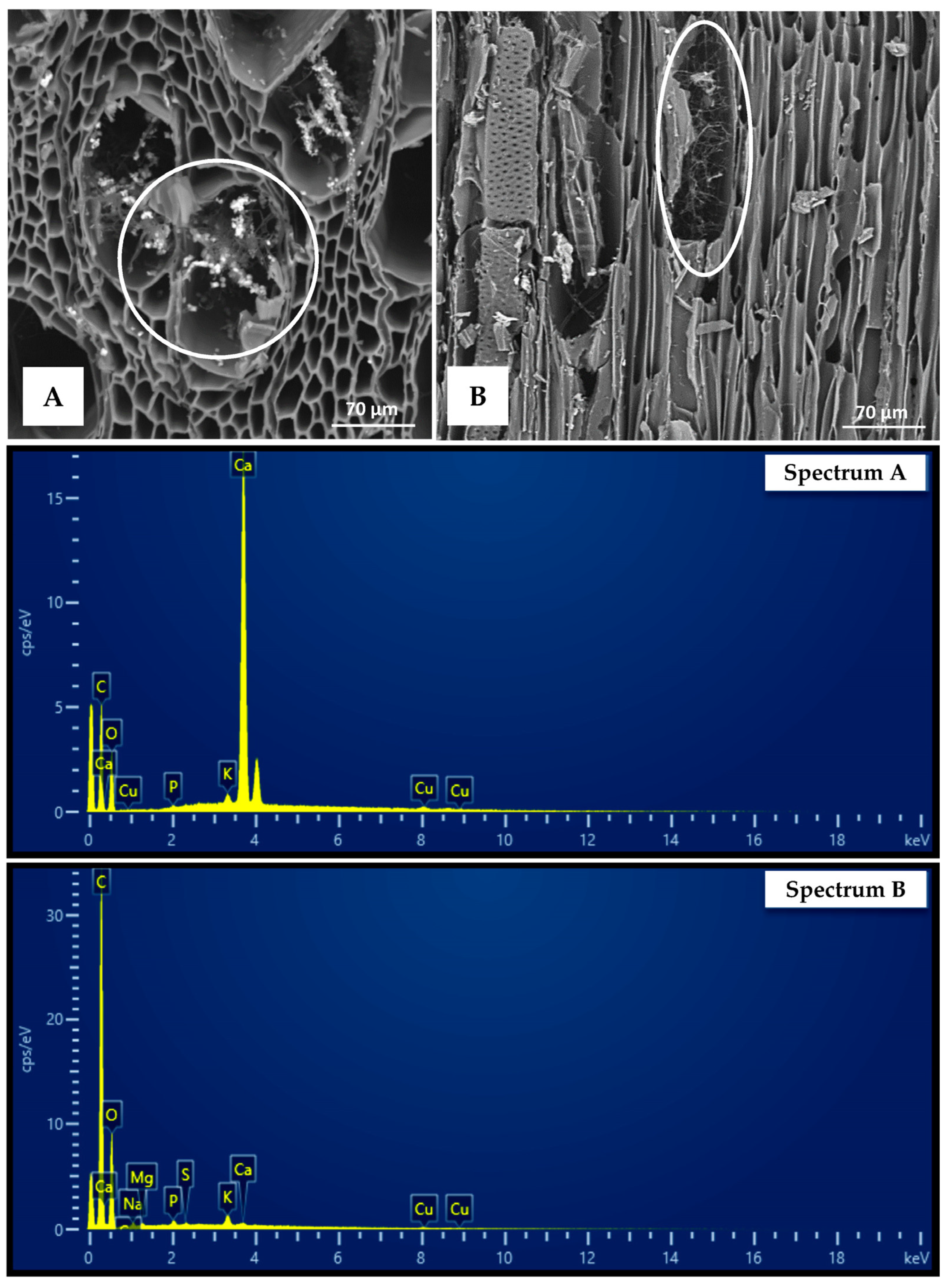 Forests 14 02316 g006