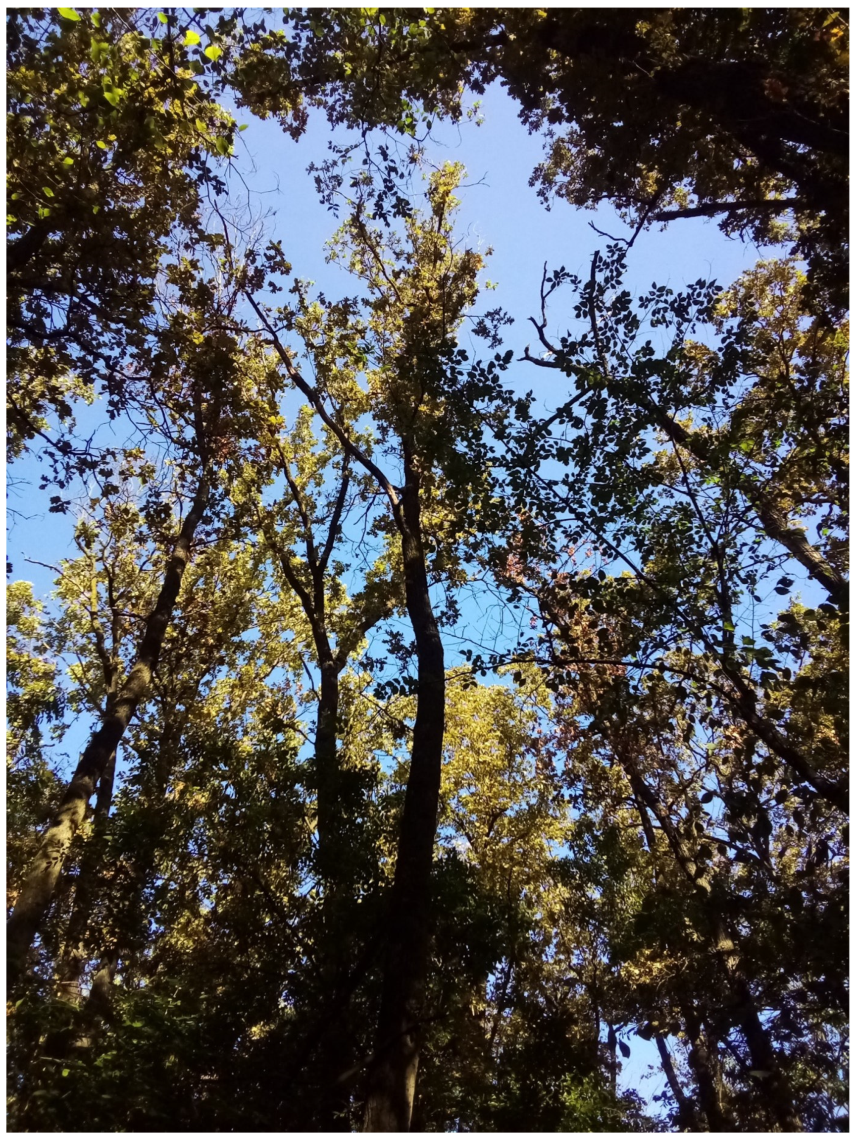 Forests 14 02328 g013