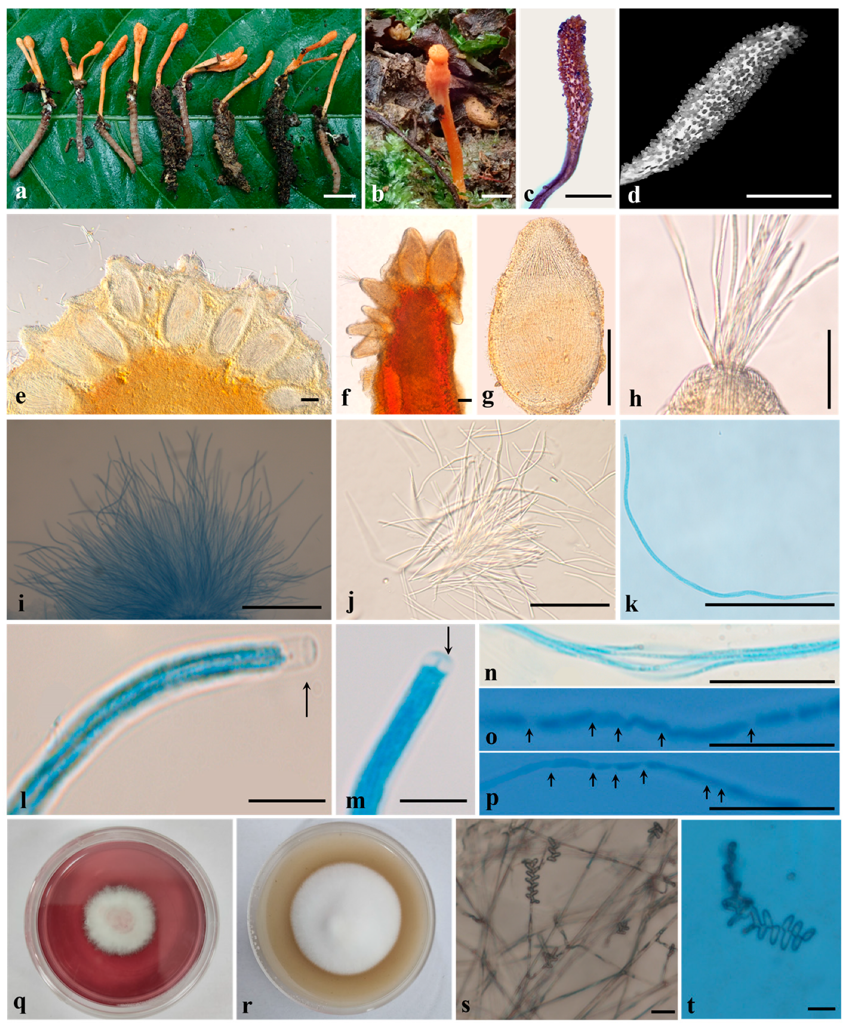 Forests 14 02333 g003