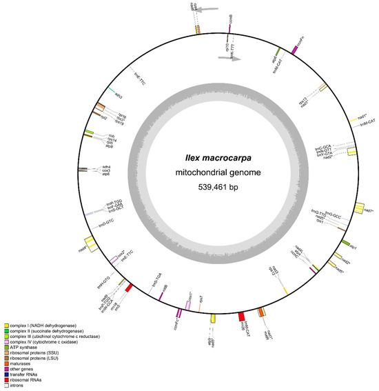 Assembly and Comparative Analysis of the Complete