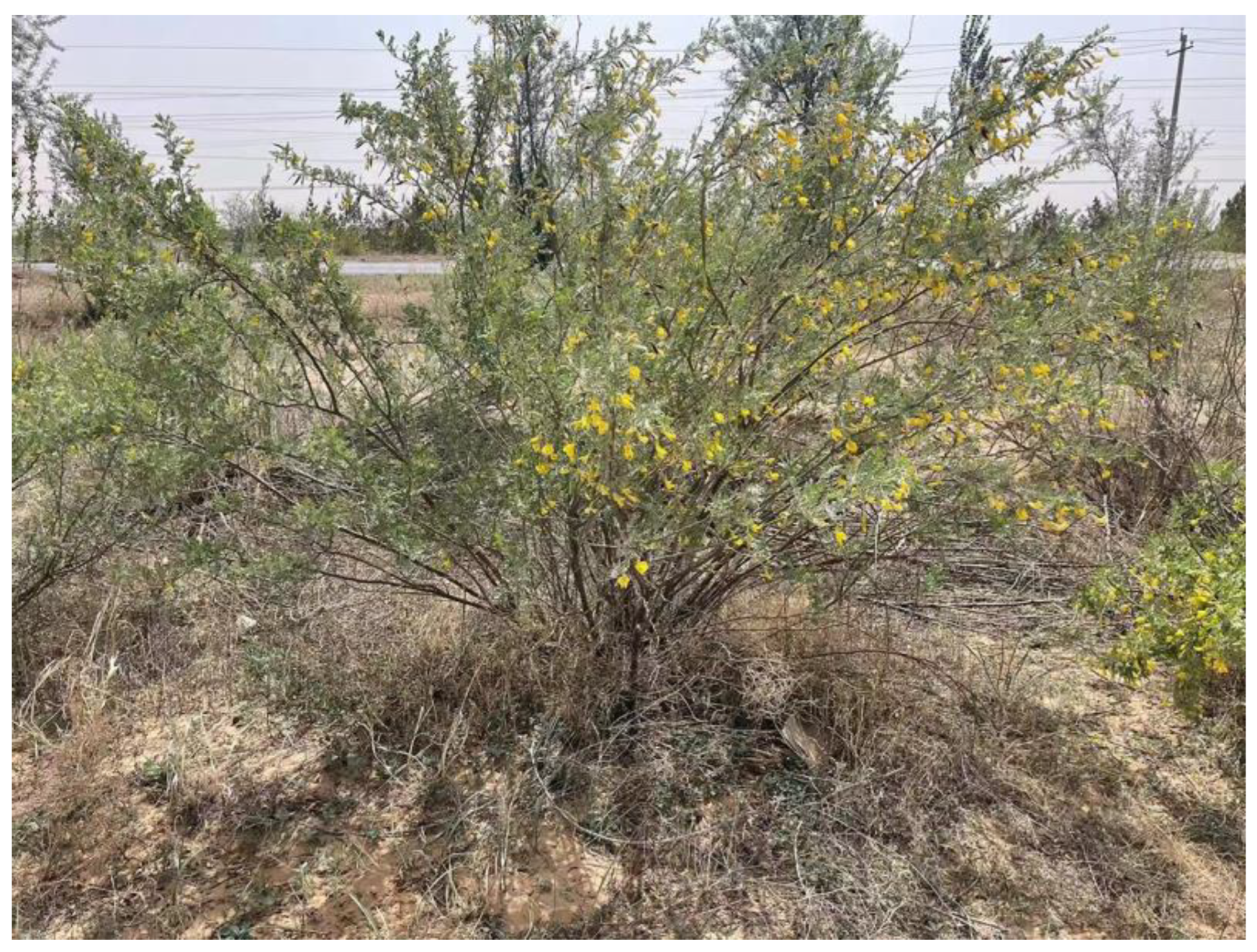 Forests 14 02379 g001