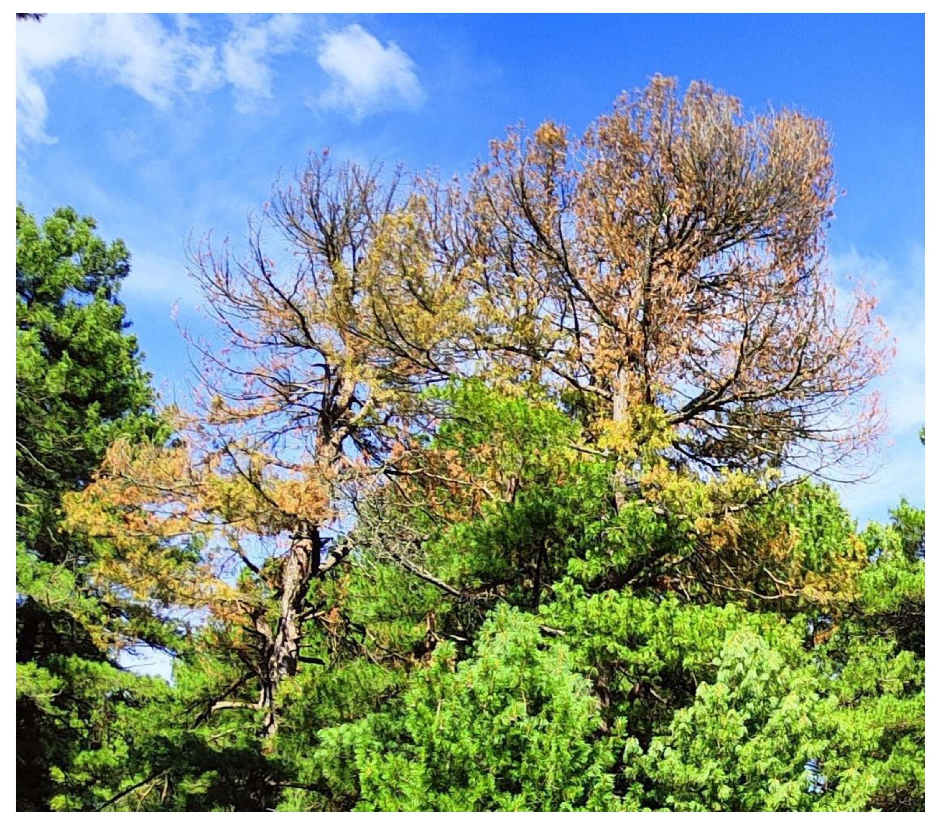 Forests 14 02383 g002