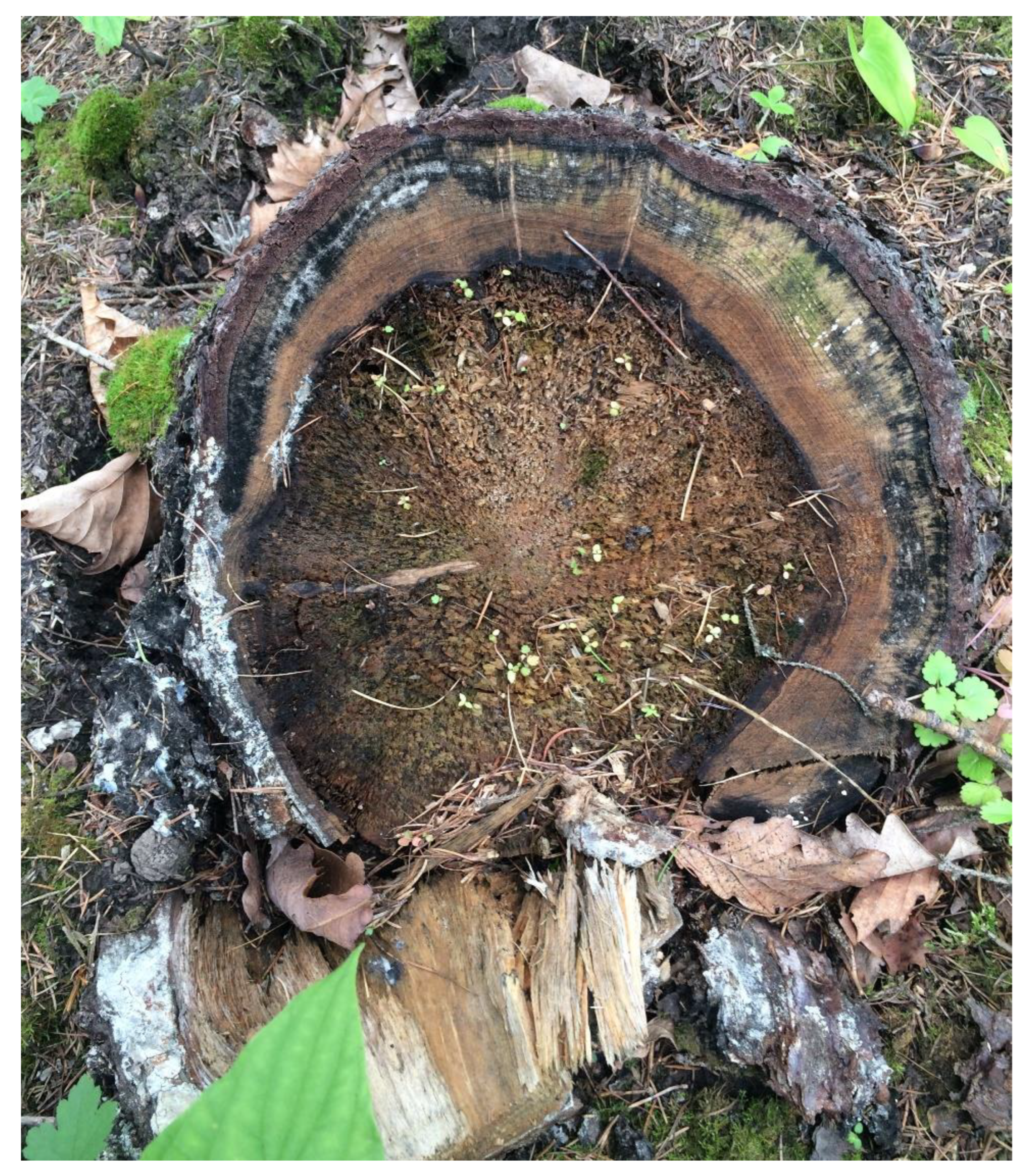 Forests 14 02383 g006