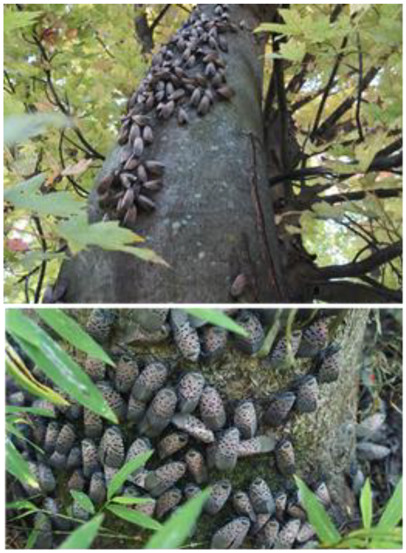 Forests 14 02409 g004