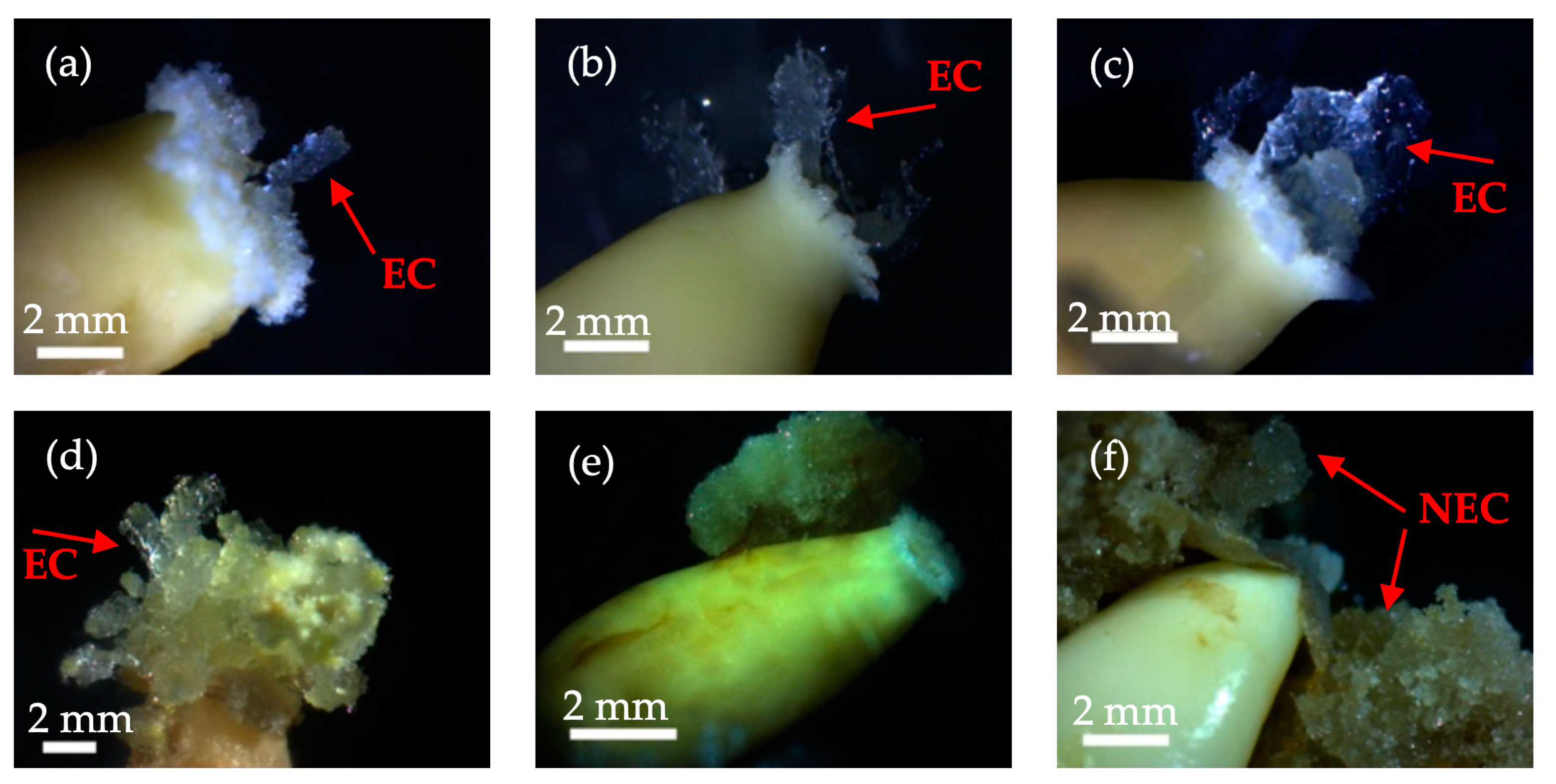 Forests 14 02413 g001