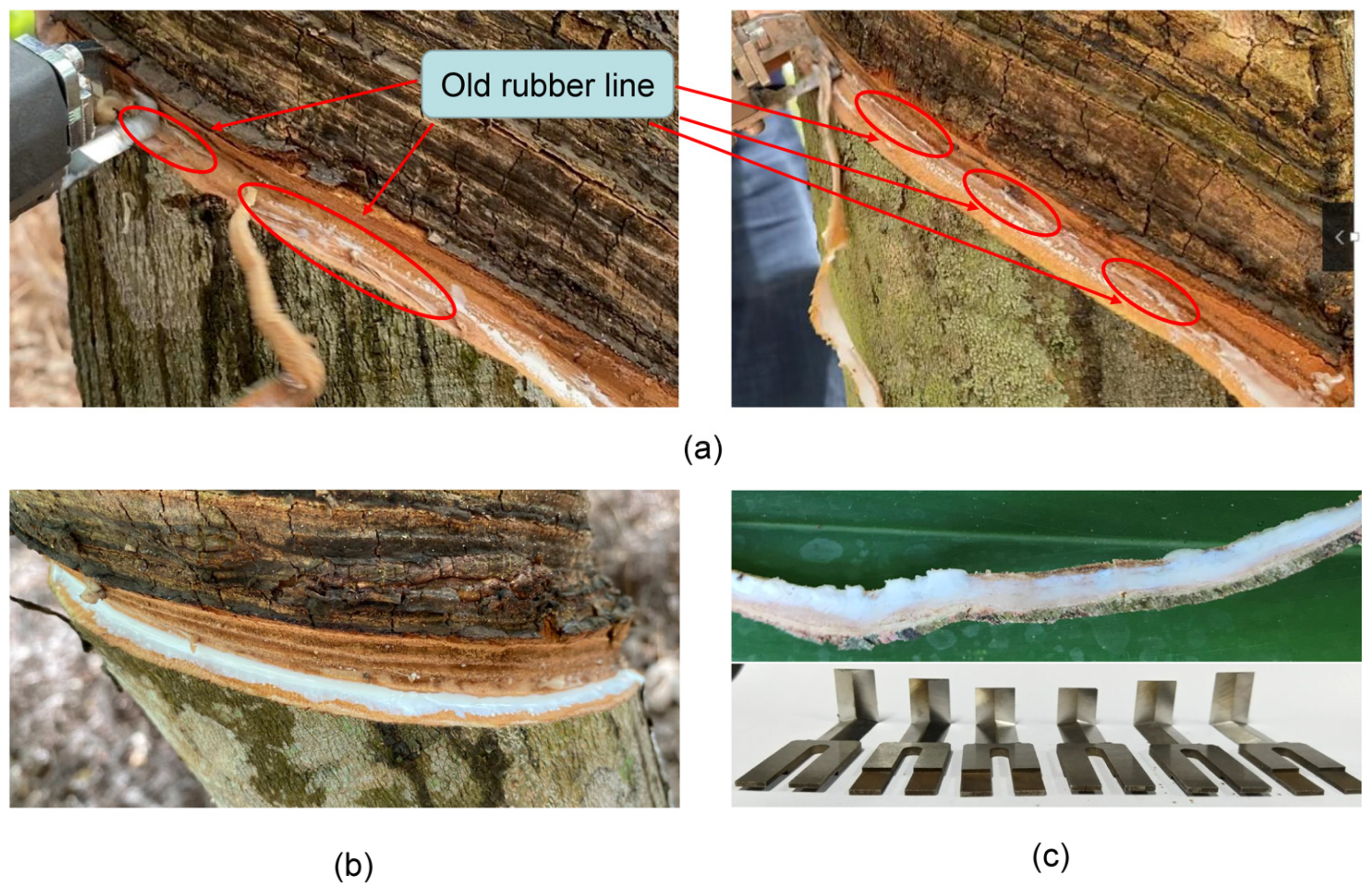 Forests 14 02421 g005