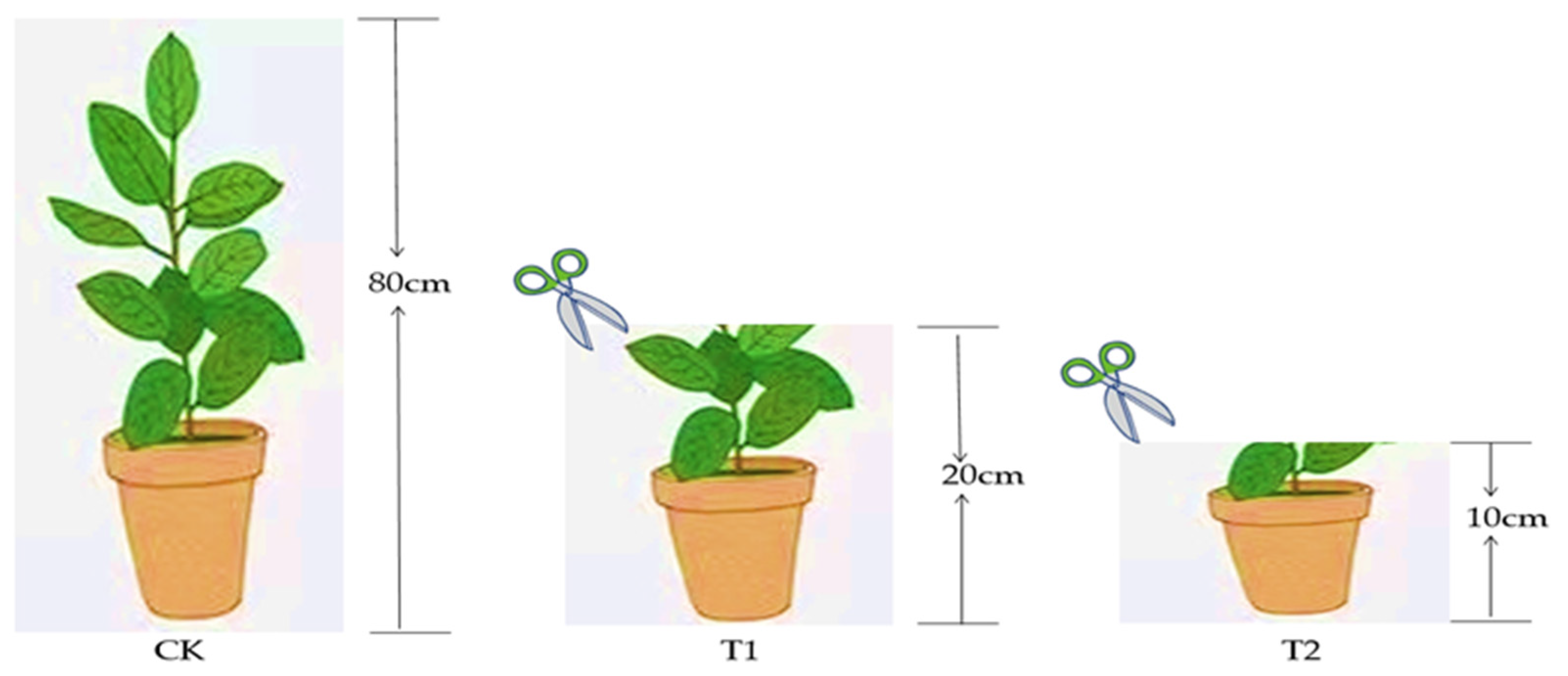 Forests 14 02439 g001