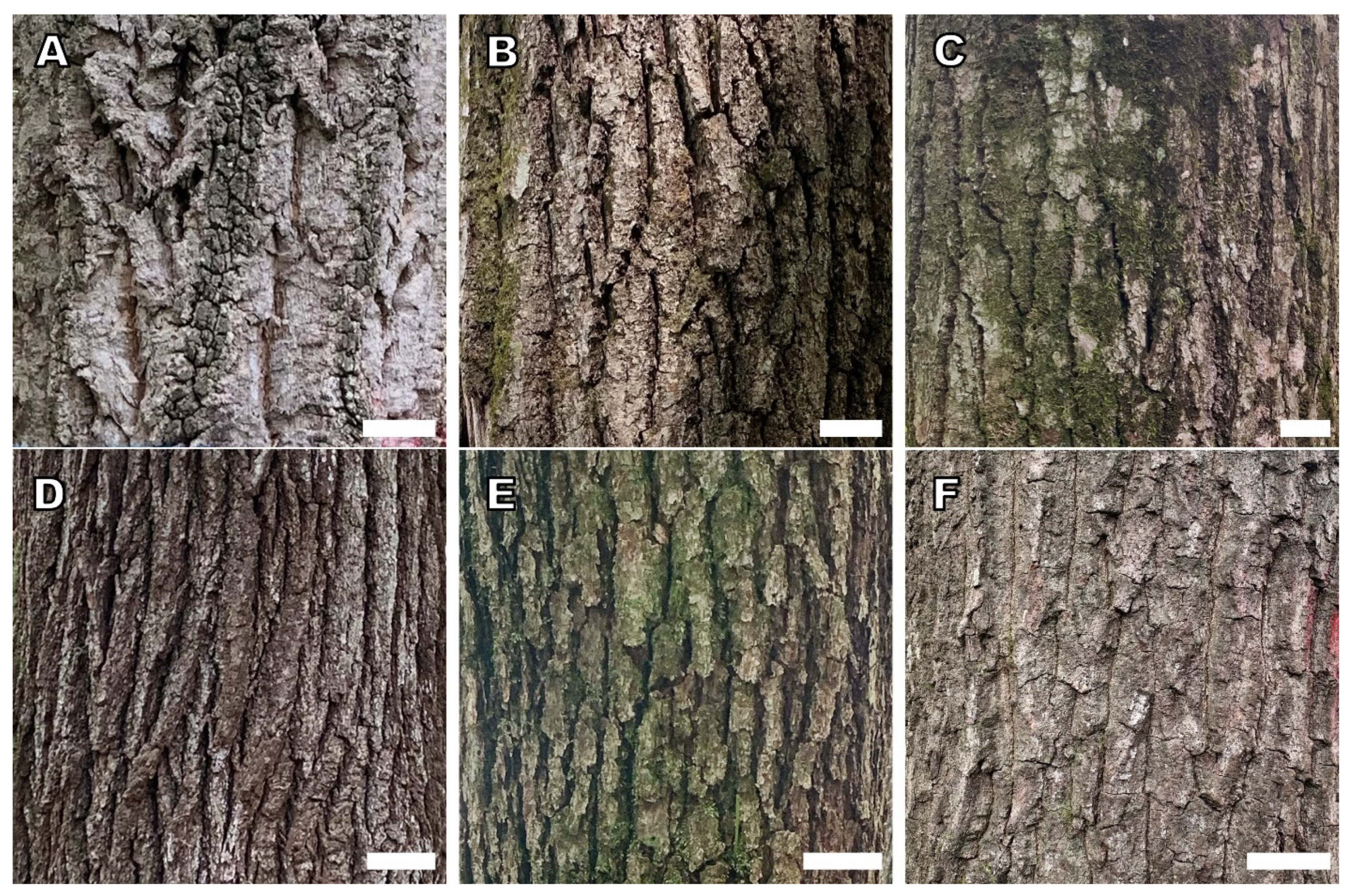 Forests 14 02449 g001