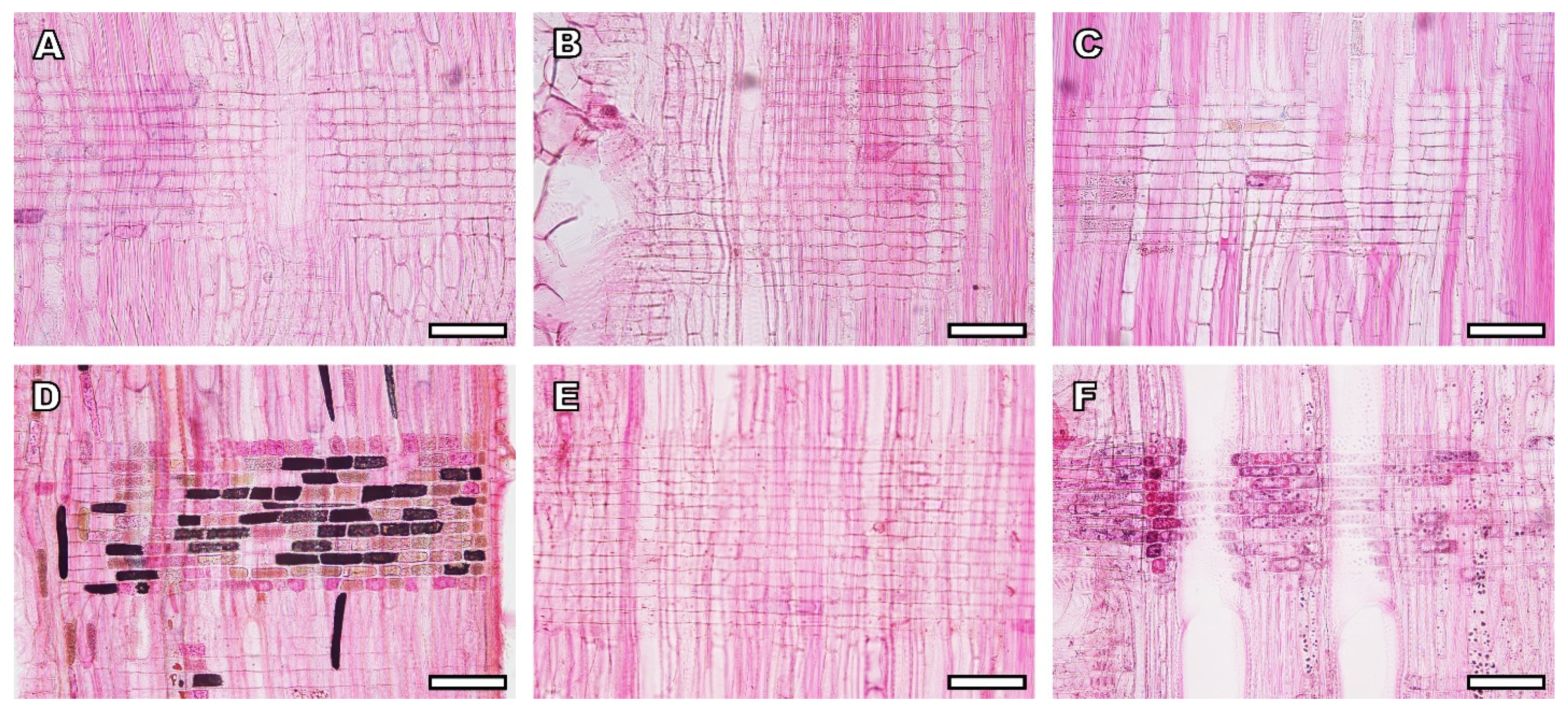 Forests 14 02449 g007
