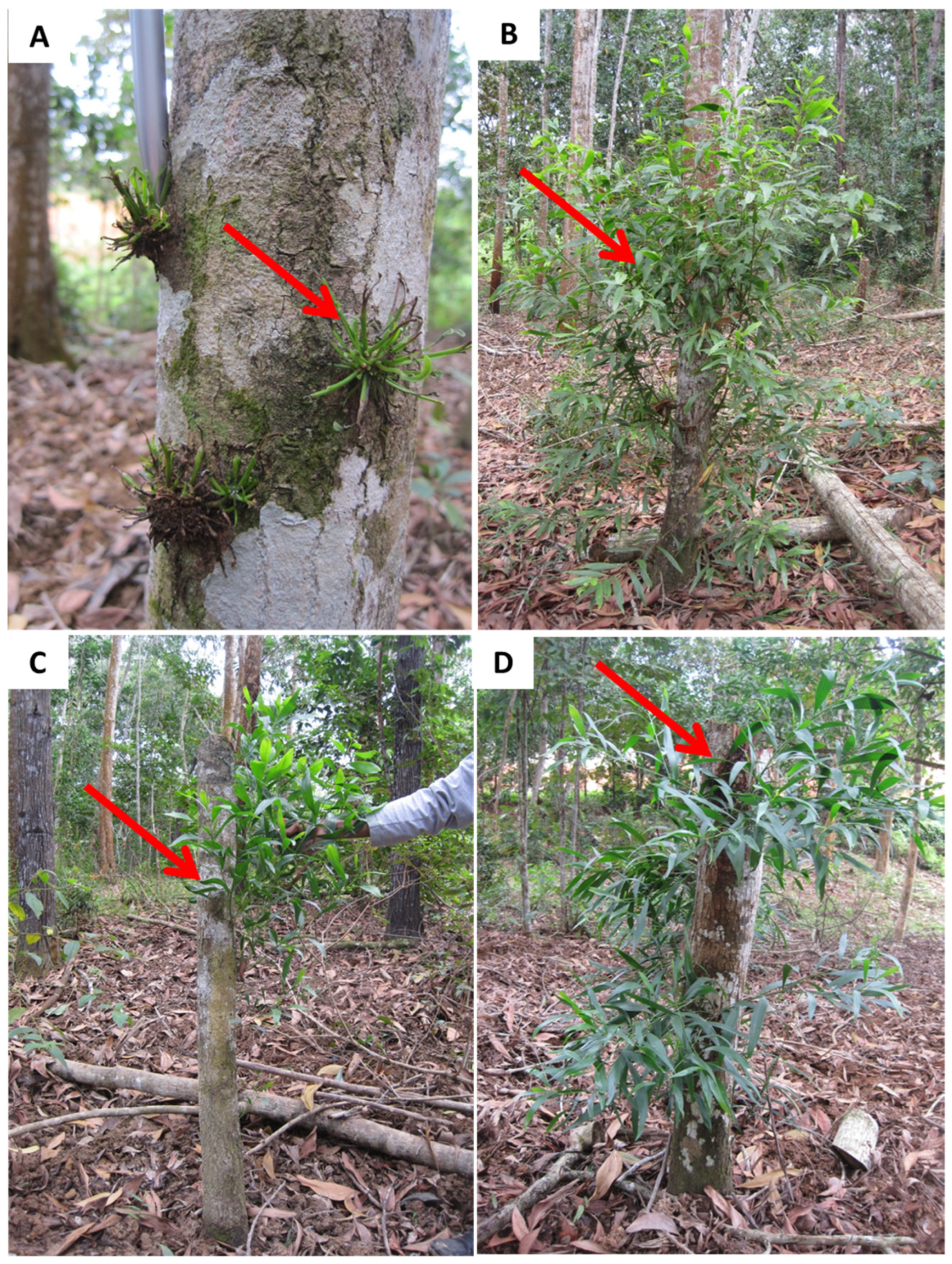 Forests 15 00009 g001