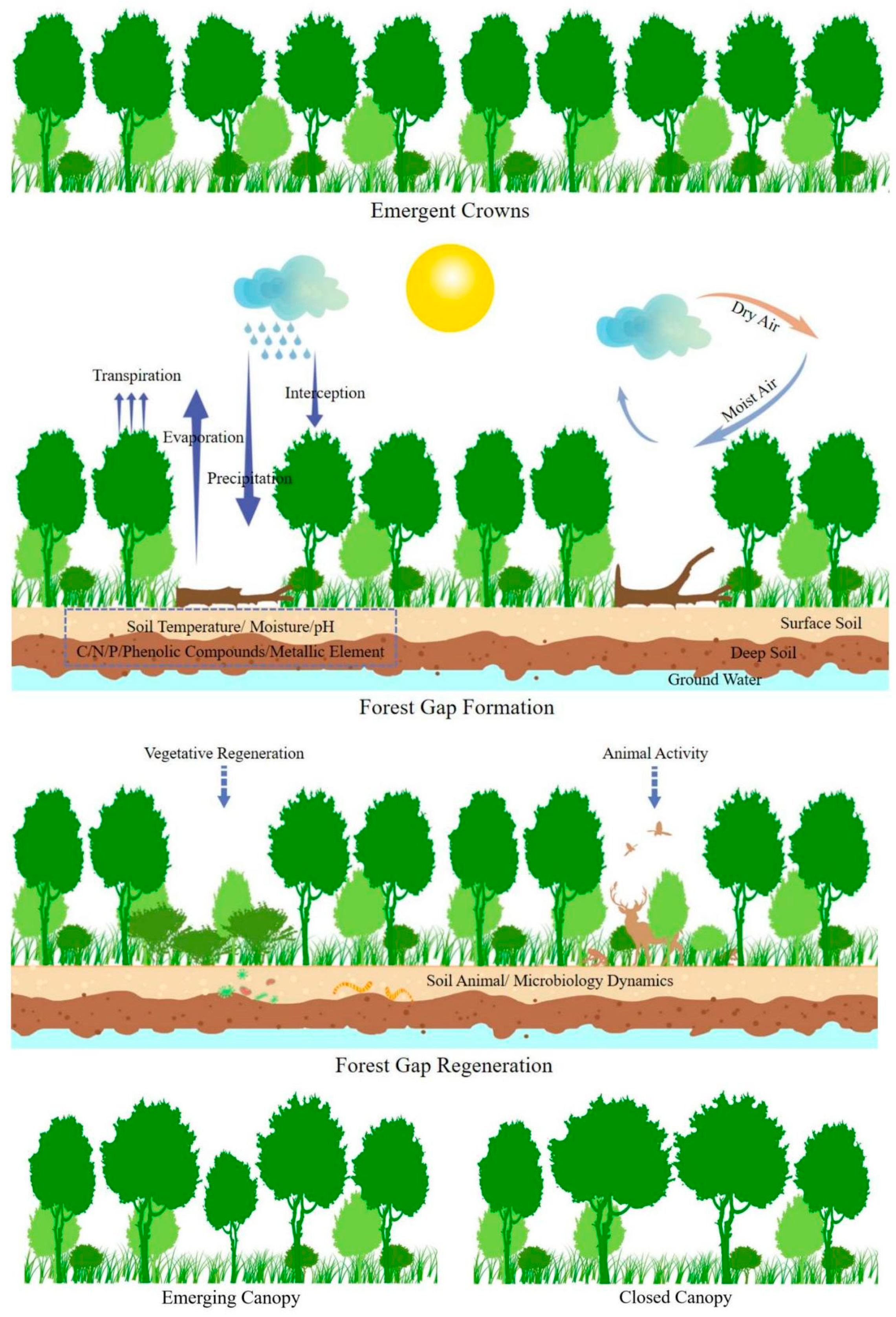 Research History of Forest Gap as Small-Scale Disturbances in Forest  Ecosystems